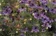 purpurs Zieds Mīlestība-In-A-Migla (Nigella damascena) foto