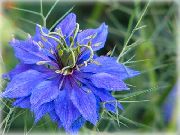 zils Zieds Mīlestība-In-A-Migla (Nigella damascena) foto