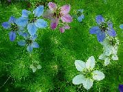 azul claro Flor Love-In-A-Mist (Nigella damascena) foto
