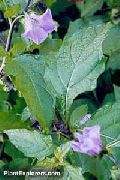 люляк Цвете Временен Път Растение, Ябълка На Перу (Nicandra physaloides) снимка
