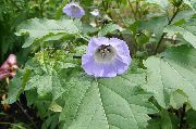 luz azul Flor Shoofly Planta, Maçã De Peru (Nicandra physaloides) foto