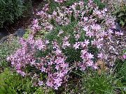рожевий Квітка Акантолімон (Acantholimon) фото