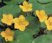 galben Floare Inima Plutitoare, Franjuri De Apă, Fulg De Nea De Apă Galben (Nymphoides) fotografie