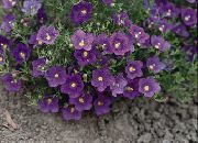 фіолетовий Квітка Нірембергія (Nierembergia) фото