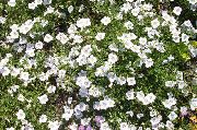 hvit  Cup Blomst (Nierembergia) bilde