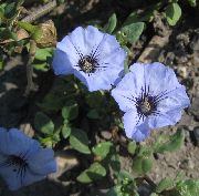 jasnoniebieski Kwiat Nolan (Nolana) zdjęcie