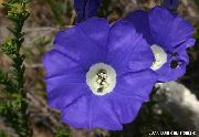 niebieski Kwiat Nolan (Nolana) zdjęcie