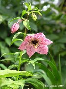 vaaleanpunainen Kukka Nomocharis  kuva
