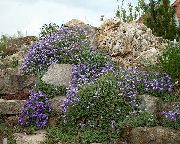 блакитний Квітка Обрієта (Аубреція) (Aubrieta) фото