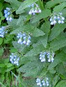 lyse blå Blomst Comfrey (Symphytum) bilde