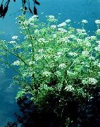 bela Cvet Voda Zelena, Voda Peteršilj, Voda Dropwort (Oenanthe) fotografija
