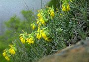 žuti Cvijet Zlatna Kap (Onosma) foto