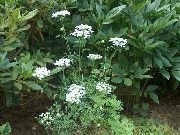 weiß  Minoischen Spitze, Weiße Spitze-Blumen (Orlaya) foto