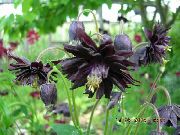 czarny Kwiat Orlik (Aquilegia) zdjęcie