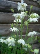 balts Zieds Columbine Flabellata, Eiropas Ozoliņi (Aquilegia) foto