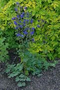 sininen Kukka Columbine Flabellata, Eurooppalainen Akileija (Aquilegia) kuva