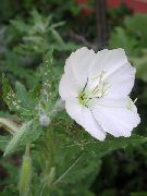 valkoinen Kukka Valkoinen Leinikki, Vaalean Ilta Esikko (Oenothera) kuva