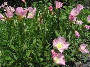 розе Цвет Бела Буттерцуп, Бледа Ноћурка (Oenothera) фотографија