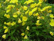 garden flowers yellow Evening primrose  Oenothera fruticosa  photos, description, cultivation and planting, care and watering