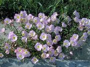 garden flowers pink Evening primrose  Oenothera speciosa  photos, description, cultivation and planting, care and watering