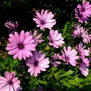 розе Цвет Африцан Даиси, Даиси Цапе (Osteospermum) фотографија