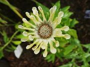 gul Blomst African Daisy, Cape Daisy (Osteospermum) bilde
