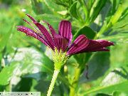 бордовий Квітка Остеоспермум (Капская Маргаритка) (Osteospermum) фото