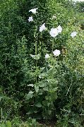 hvit Blomst Ostrowskia (Ostrowskia magnifica) bilde