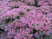 lila Cvet Razmetljiv Stonecrop (Hylotelephium spectabile) fotografija