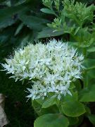 blanco Flor Sedum Vistosa (Hylotelephium spectabile) foto