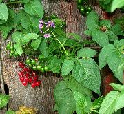šeřík Květina Brambor Réva Sydney, Modrý Brambor Bush, Paraguay Lilek, Modré Lycianthes (Solanum jasminoides, Solanum rantonnetii) fotografie