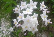 білий Квітка Паслін (Картопляна Лоза, Синій Картопляний Кущ) (Solanum jasminoides, Solanum rantonnetii) фото