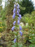 γαλάζιο λουλούδι Monkshood (Aconitum) φωτογραφία