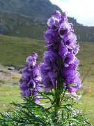 фіолетовий Квітка Аконіт Клобучковий (Aconitum) фото