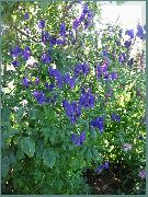 ლურჯი ყვავილების Monkshood (Aconitum) ფოტო