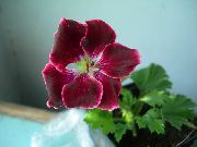 Пеларгонія бордовий Квітка