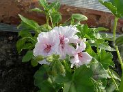 hvit Blomst Hette-Blad Pelargonium, Tree Pelargonium, Wilde Malva  bilde