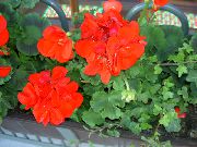 crvena Cvijet Kapuljačom-Lista Pelargonium, Drvo Pelargonium, Wilde Malva  foto