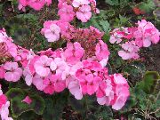 розов Цвете Качулка Листо Мушкато, Дърво Мушкато, Уайлд Malva (Pelargonium) снимка