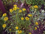 żółty Kwiat Sedum Hardy (Sedum aizoon) zdjęcie