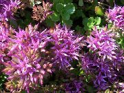 იასამნისფერი ყვავილების Stonecrop (Sedum) ფოტო