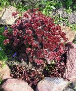 შინდისფერი ყვავილების Stonecrop (Sedum) ფოტო