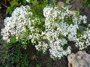 alb Floare Stonecrop (Sedum) fotografie