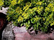 geltonas žiedas Stonecrop (Sedum) nuotrauka