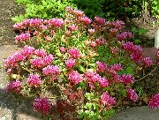 ვარდისფერი ყვავილების Stonecrop (Sedum) ფოტო