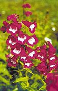 бордовий Квітка Пенстемон Гібридний (Penstemon x hybr,) фото