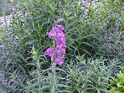 liliac Floare Poalele Penstemon, Penstemon Chaparral, Bunchleaf Penstemon (Penstemon x hybr,) fotografie