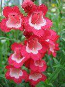 czerwony Kwiat Penstemon Hybrid (Penstemon x hybr,) zdjęcie