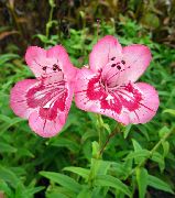 roze Cvijet Podnožje Penstemon, Čestar Penstemon, Bunchleaf Penstemon (Penstemon x hybr,) foto