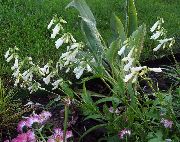 თეთრი ყვავილების აღმოსავლეთ Penstemon, თმები Beardtongue  ფოტო